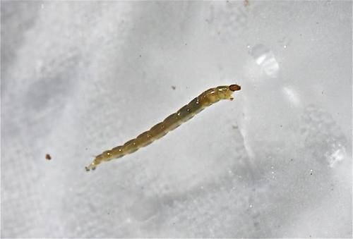 Midge Larvae